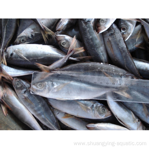 Frozen Horse Mackerel Fish Carapau Wr 15cm